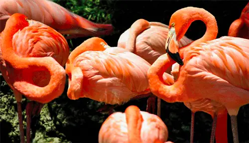 Grupo de flamencos rosados