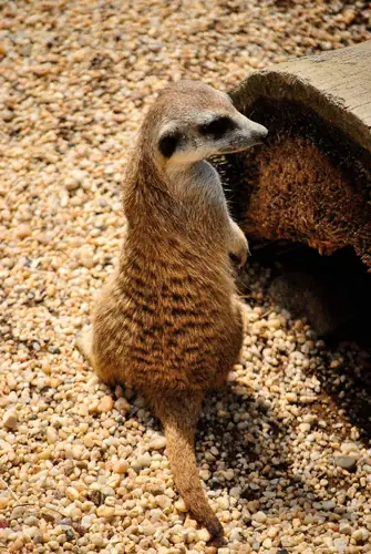 Suricata alerta sobre la grava