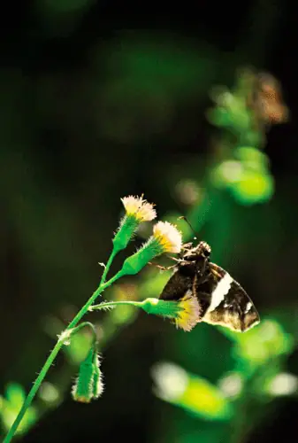 Mariposa posada sobre flores amarillas