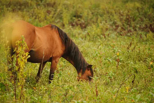 Caballo pastando en el campo